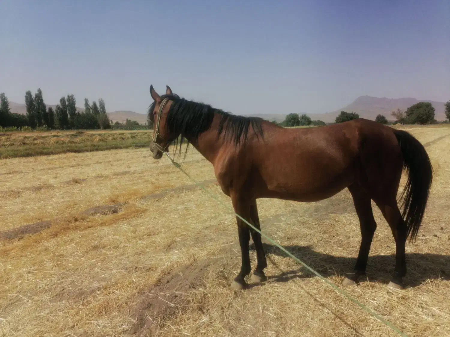 مادیان|اسب و تجهیزات اسبسواری|خمین, |دیوار