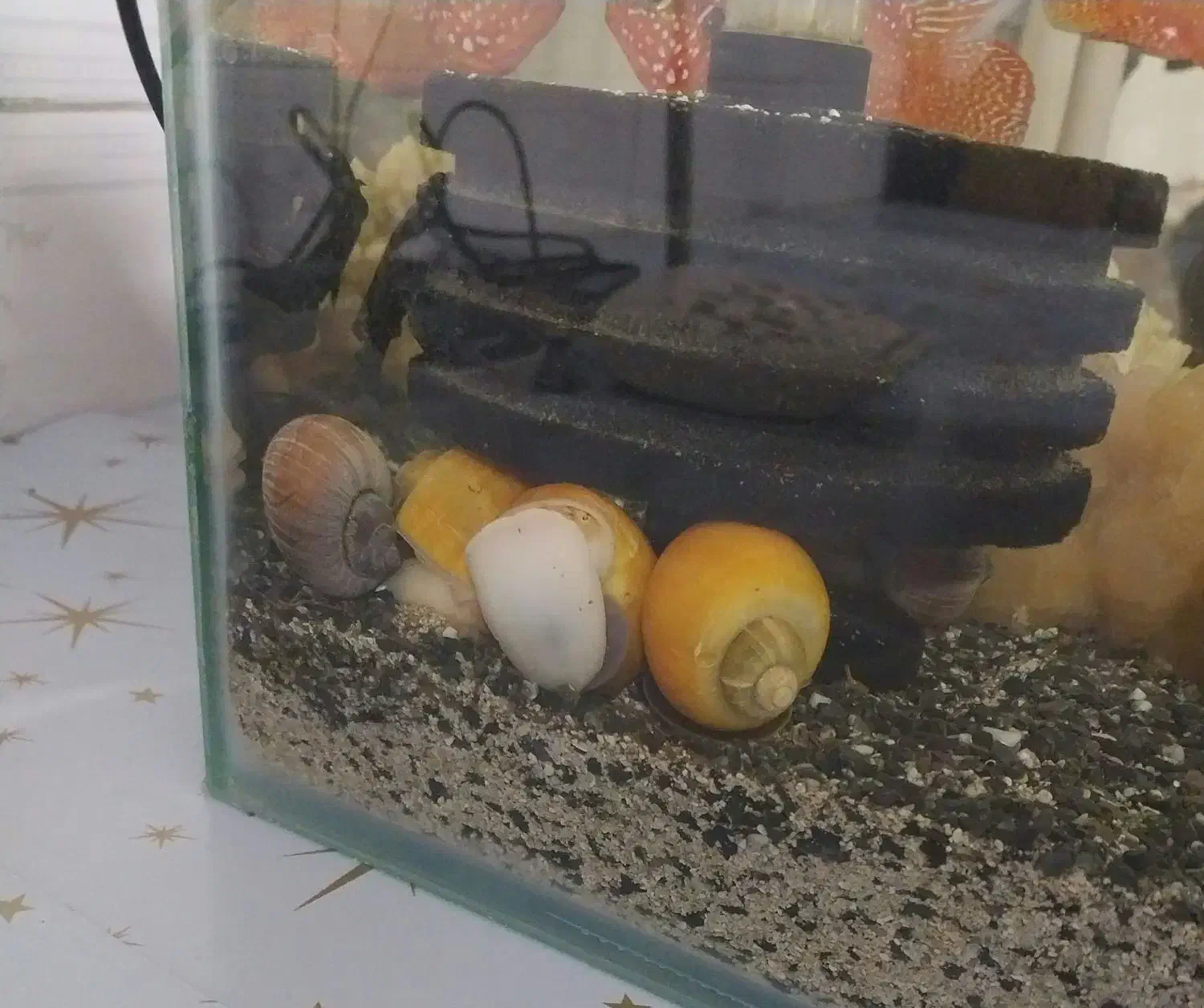 حلزون ( حلزون سیب )|ماهی|پیر بکران, |دیوار