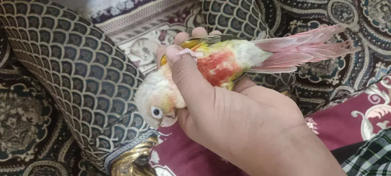 فروش کوتوله ، گرینچیک و عروس هلندی|پرنده|زابل, |دیوار