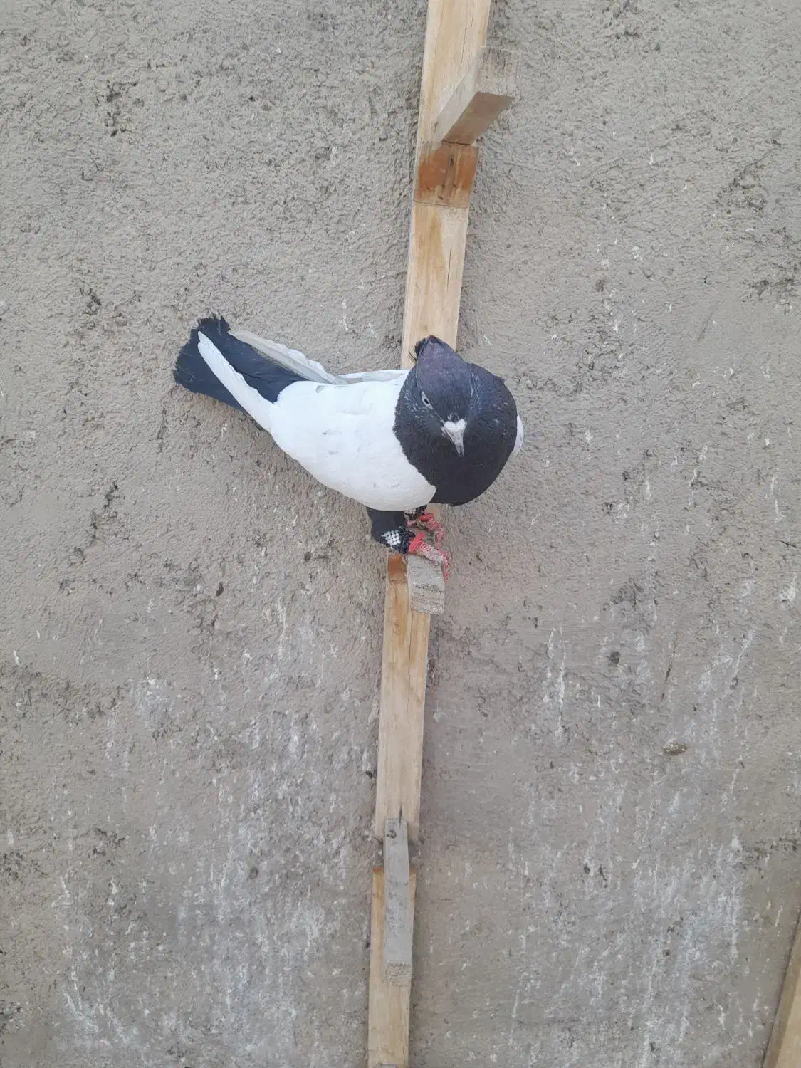 نروماده باهم قیمت ۲۵۰۰|پرنده|نیشابور, دهنو|دیوار