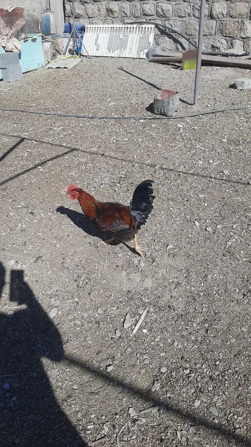 خروس محلی|حیوانات مزرعه|سروآباد, |دیوار