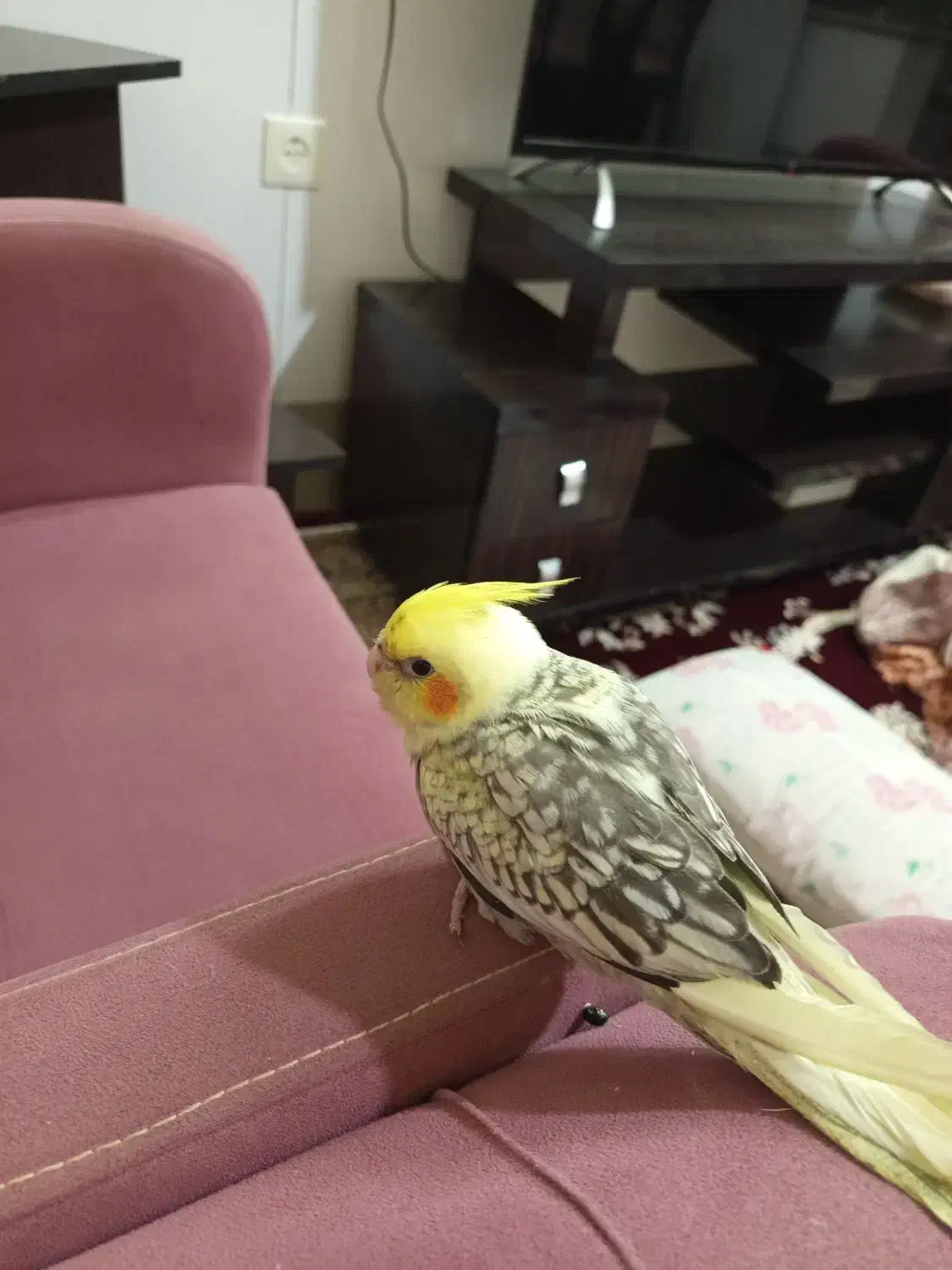 جوجه عروس گل باقالی|پرنده|قم, بنیاد|دیوار