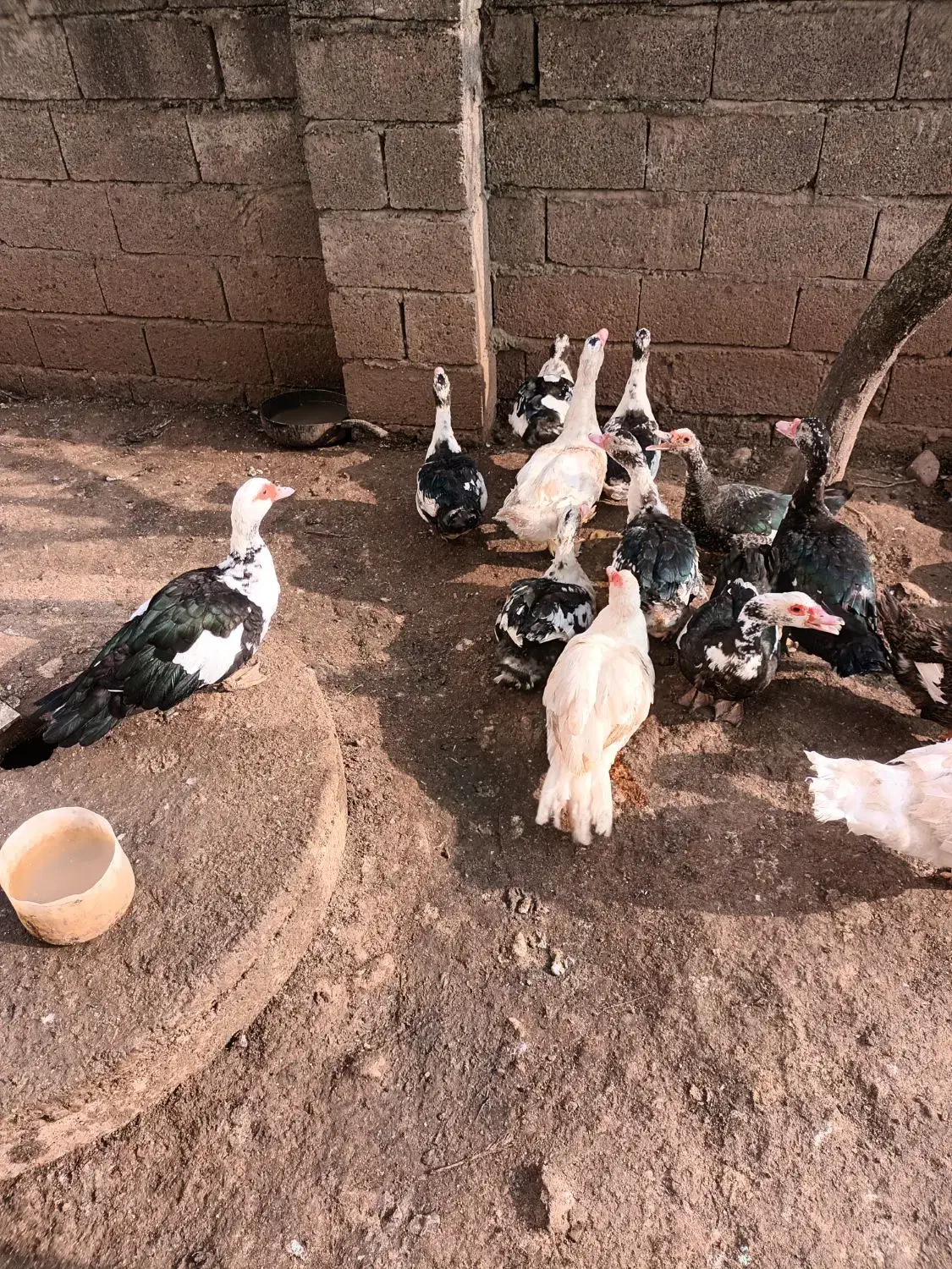 اردک|حیوانات مزرعه|لیسار, |دیوار