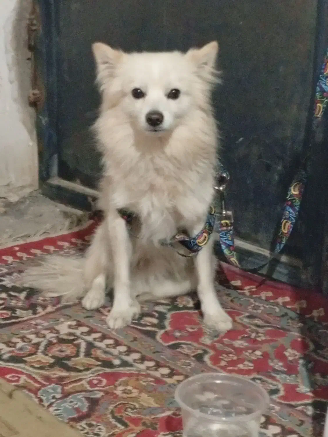 گمشده|حیوانات|نجف‌آباد, یزدانشهر|دیوار