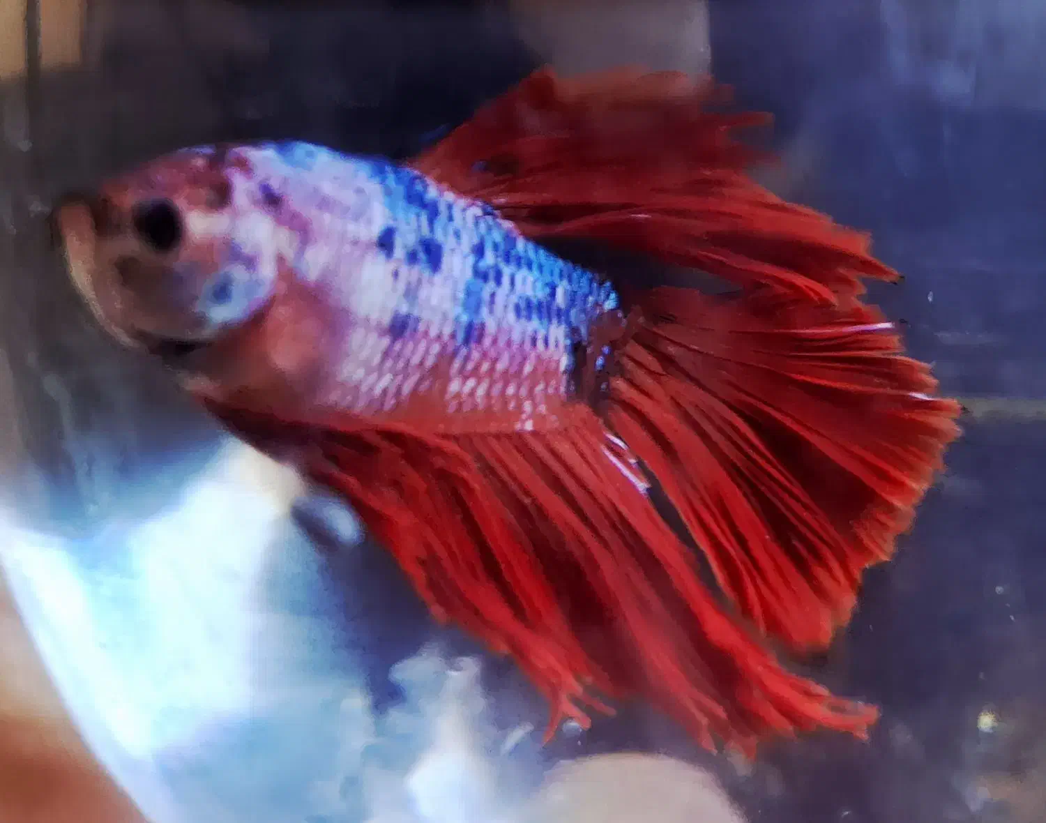 فایتر کلکسیونی|ماهی|پردیس, فاز ۱۱|دیوار