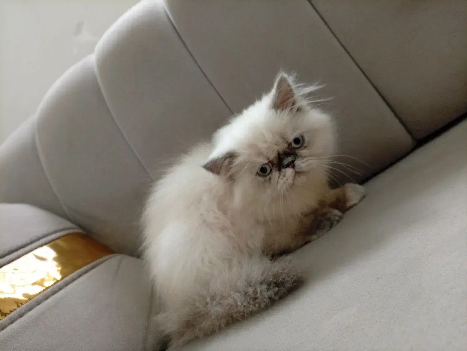 گربه پرشین|گربه|جوانرود, |دیوار