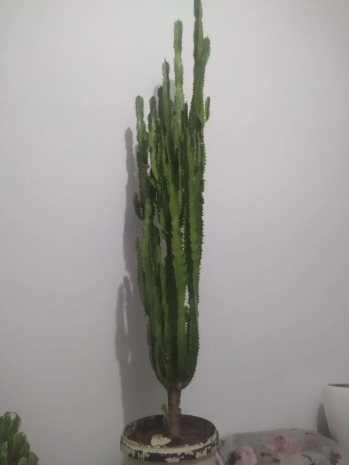 افور بیا اینگنس  کاکتوسی|گل و گیاه طبیعی|مراغه, |دیوار