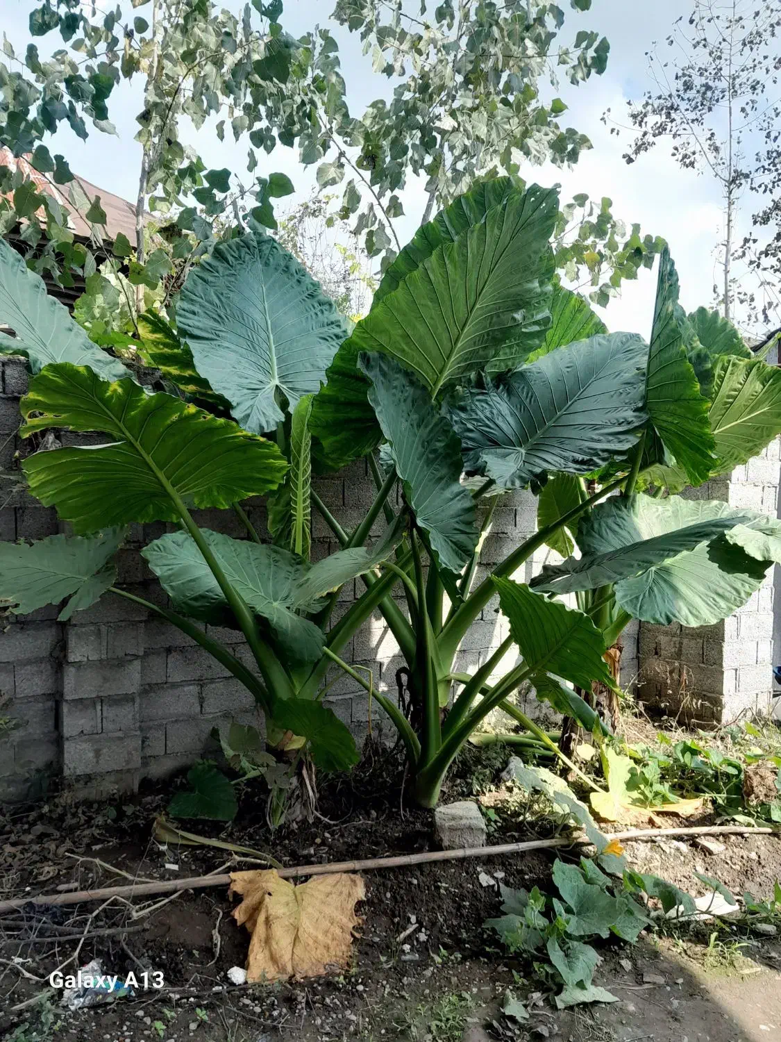 گل باب آدم|گل و گیاه طبیعی|رودبنه, |دیوار