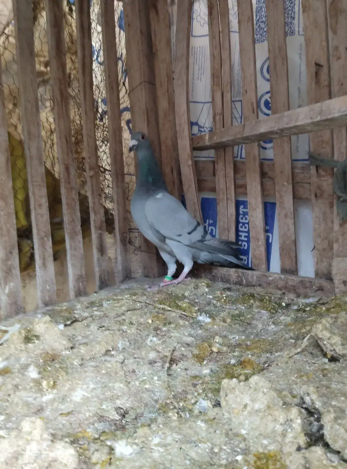 کفتر|پرنده|فریمان, |دیوار