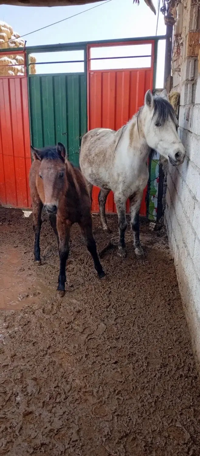 مادیان چابک سالم بافنوتیپ عالی باکره نریان سرحال|اسب و تجهیزات اسبسواری|باسمنج, |دیوار