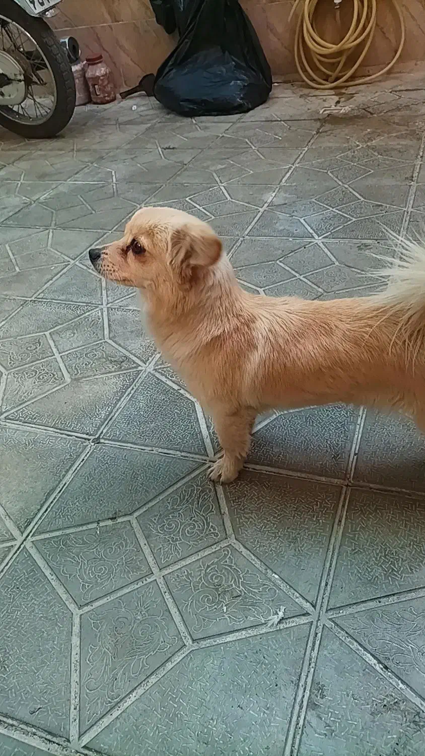 صگ پامر|سگ|تهران, نیلوفر|دیوار