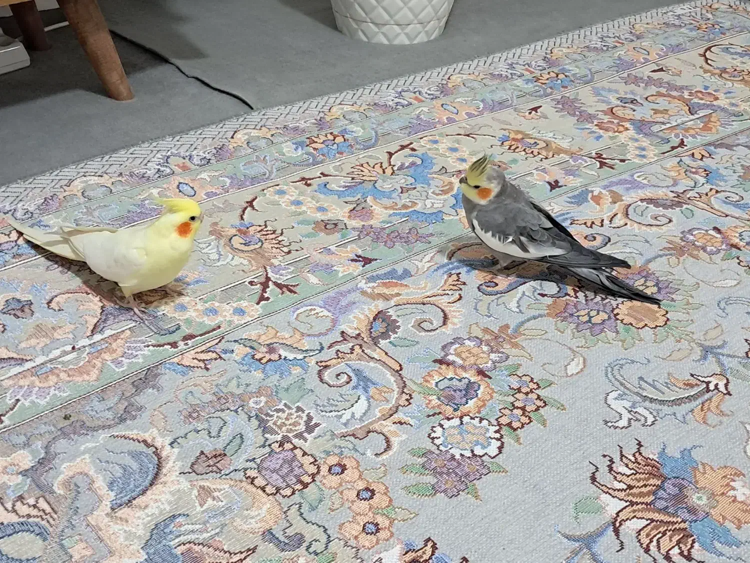 عروس هلندی گمشده|حیوانات|کرج, ساسانی (قلمستان)|دیوار