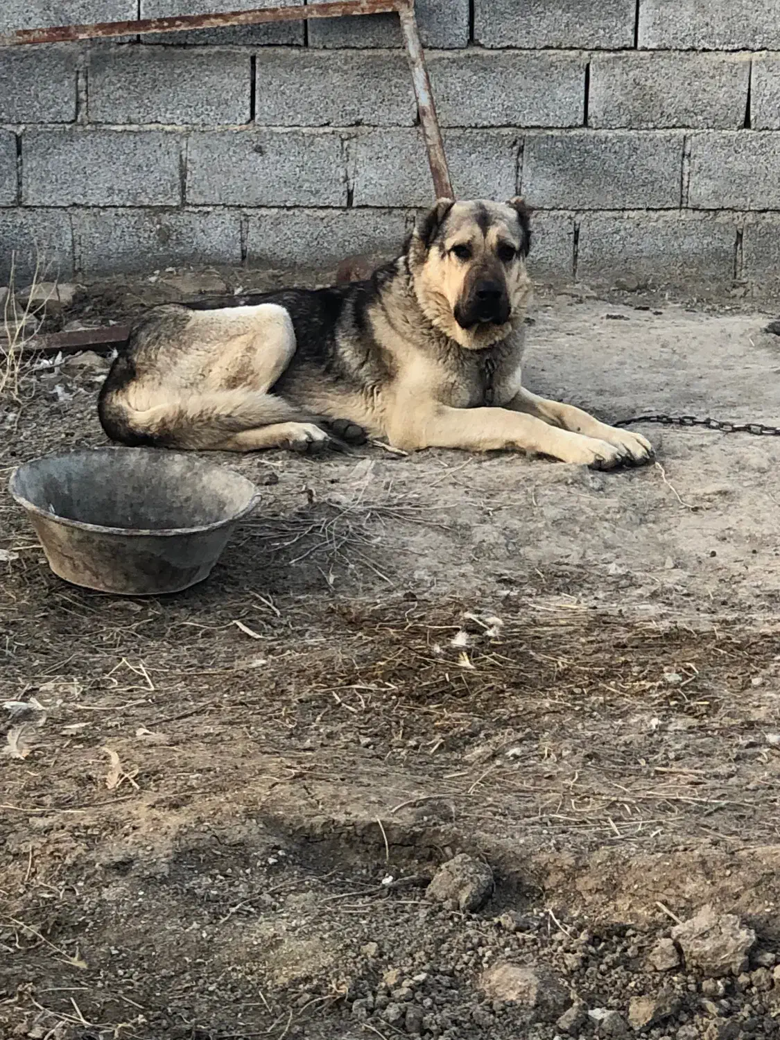 سگ عراقی|سگ|نوشین شهر, |دیوار