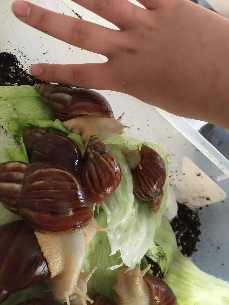 حلزون آفریقایی آچاتیا|خزنده|تهران, تهرانپارس غربی|دیوار