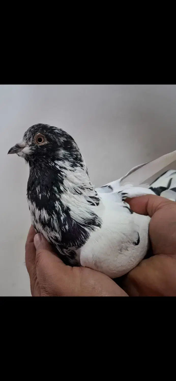 کبوتر غریب کله آبی|پرنده|بندر انزلی, کارآموزی|دیوار