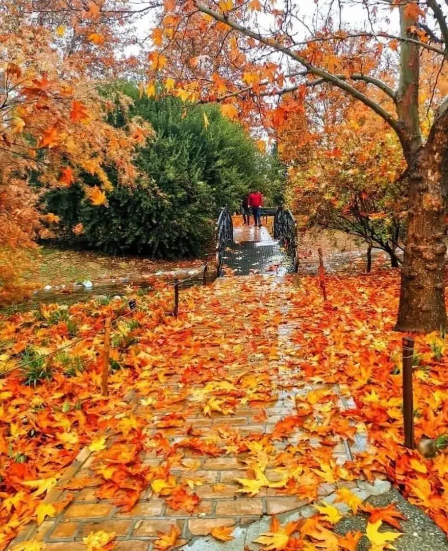 شراکت|خدمات مالی، حسابداری، بیمه|شیراز, آزادی|دیوار