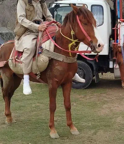 اسب|اسب و تجهیزات اسبسواری|ارومیه, |دیوار