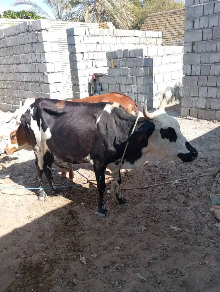 گاوبا گوساله|حیوانات مزرعه|بمانی, |دیوار