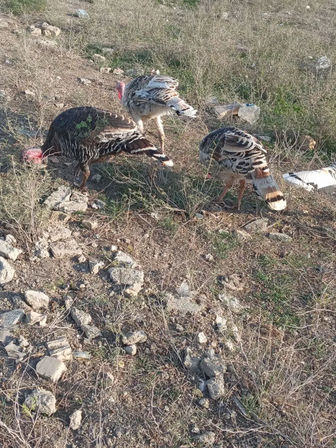 بوقلمون محلی|حیوانات مزرعه|گنبد کاووس, |دیوار