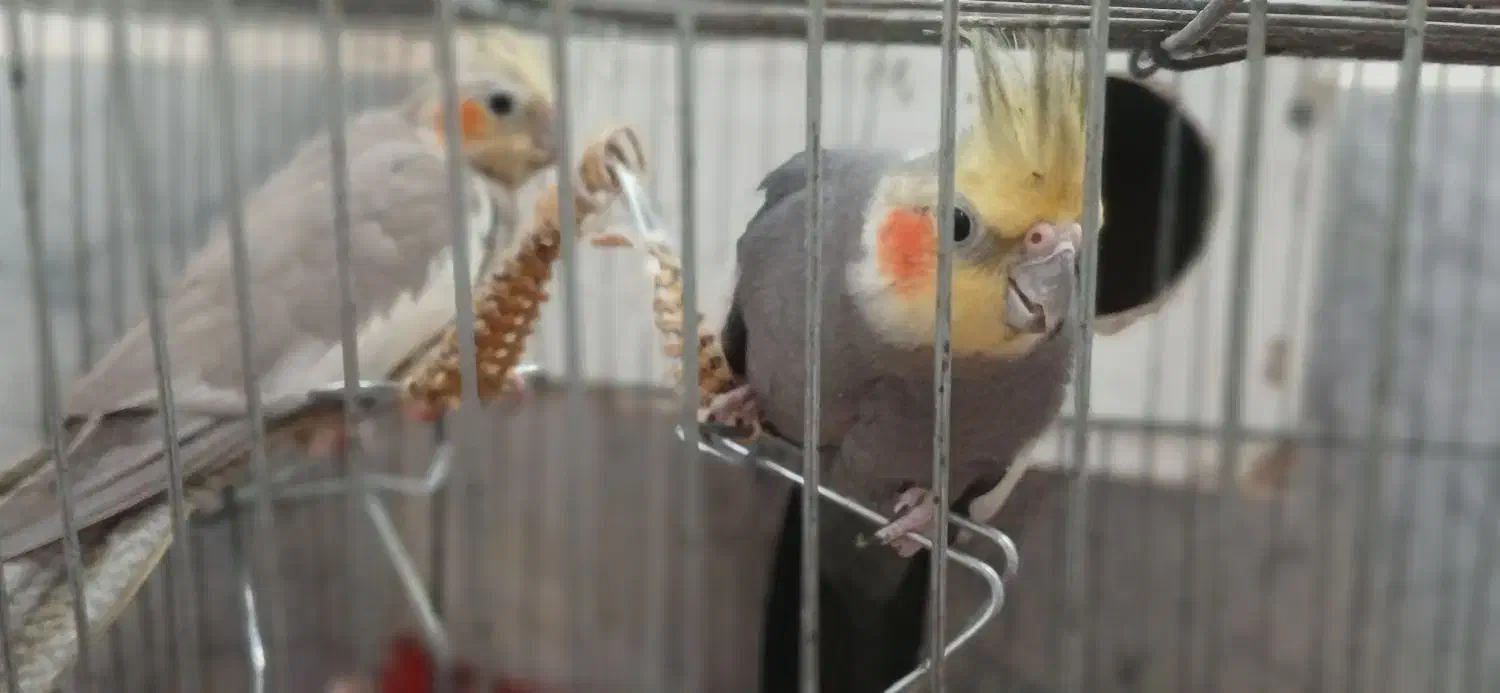 عروس هلندی|پرنده|تربت جام, شهید غلام زاده|دیوار