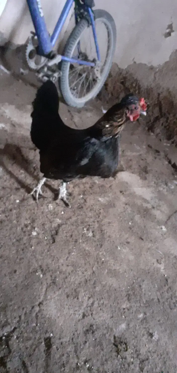 مرغپاکوتا|حیوانات مزرعه|پلدشت, |دیوار