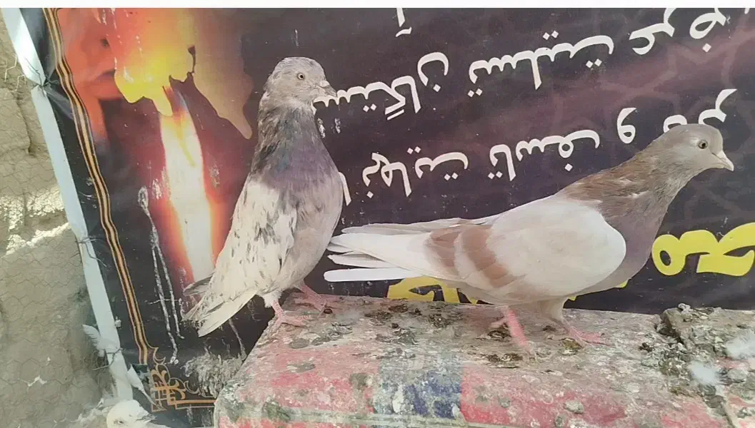 کفتر بسیار عالی|پرنده|فرمهین, |دیوار