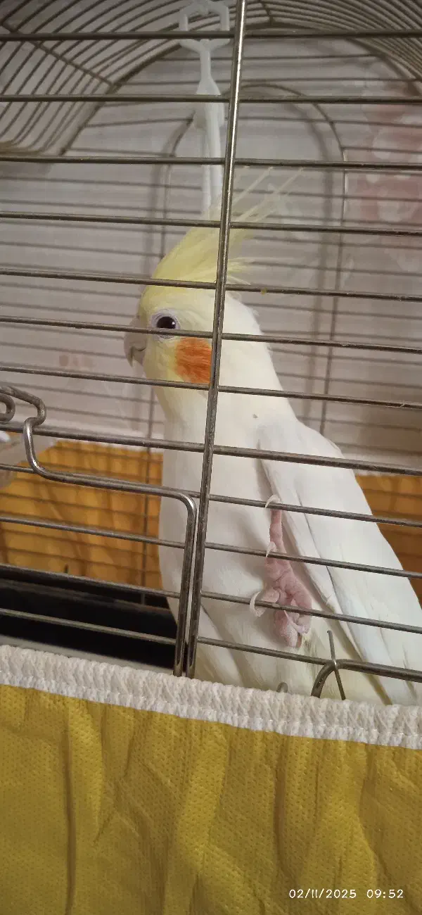 عروس هلندی لوتینو|پرنده|تهران, فلاح|دیوار