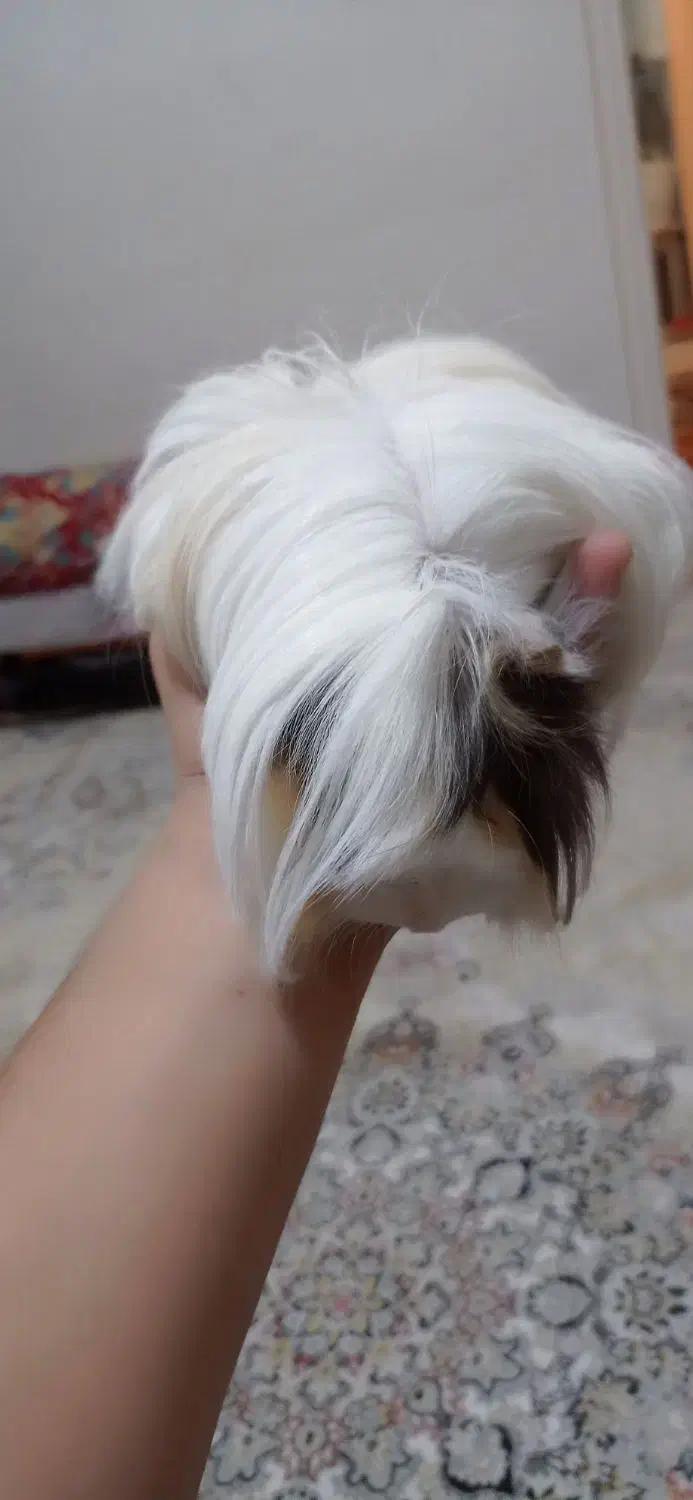 خوکچه هندی اهلی با وسایل|موش و خرگوش|آذرشهر, |دیوار