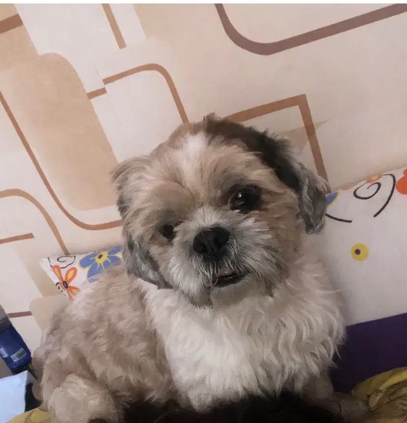 سگ gom shode|سگ|شیراز, چوگیاه‎|دیوار