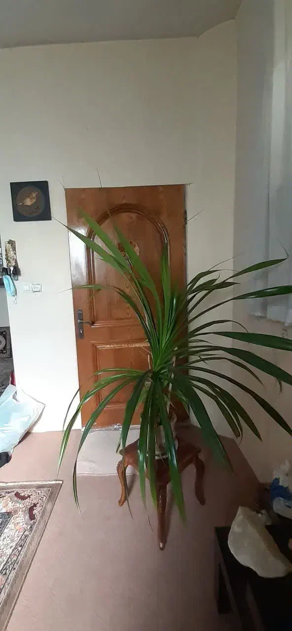 گل پاندانوس|گل و گیاه طبیعی|تهران, افسریه شمالی|دیوار