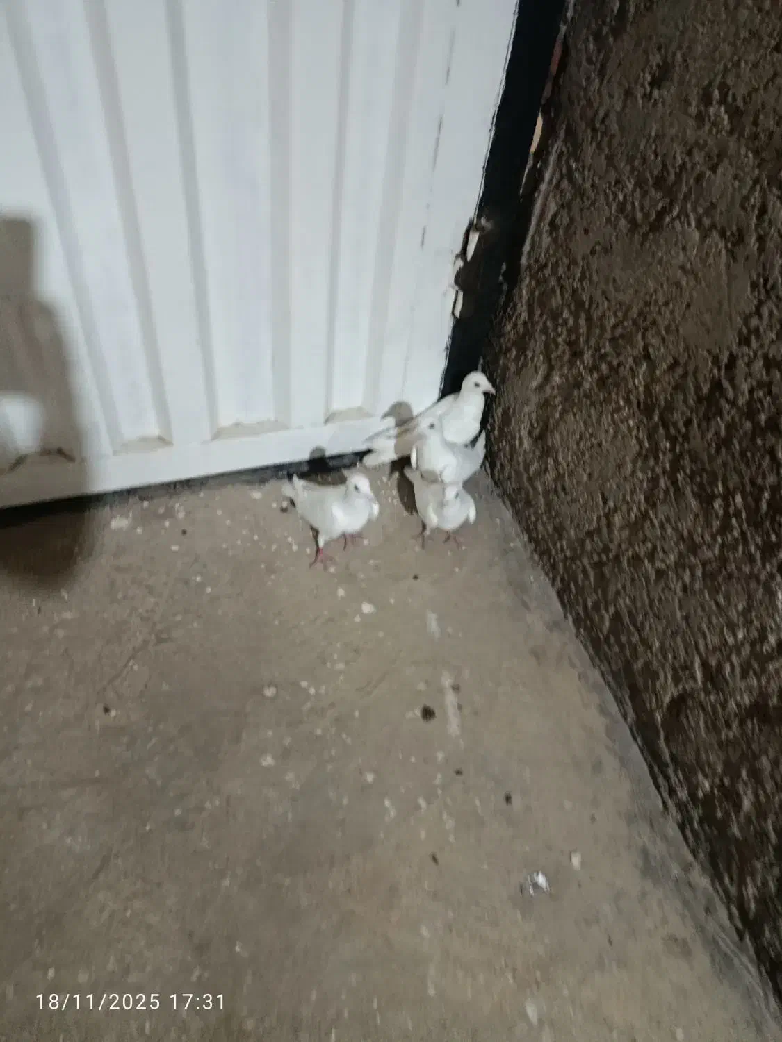 کبوتر سار|پرنده|گنبد کاووس, |دیوار