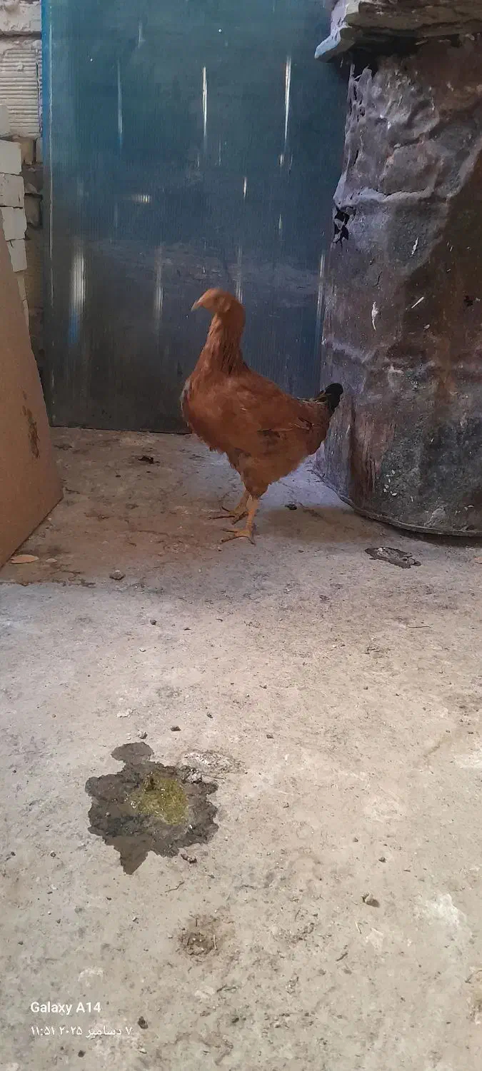 جوجه مرغ خروس تاقچه|حیوانات مزرعه|مشهد, حضرت حجت|دیوار