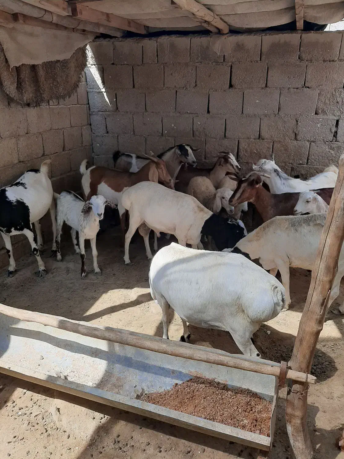 تعدادی بزکهره بره قوچ نری قیمت مناسب|حیوانات مزرعه|قشم, |دیوار