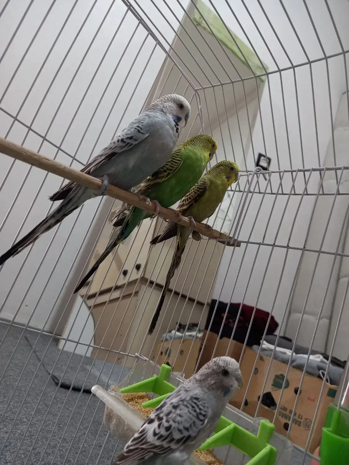 مرغ عشق انگلیسی|پرنده|پاوه, |دیوار