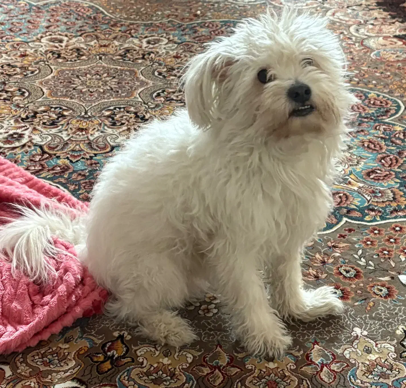 سگ پیدا شده|حیوانات|اصفهان, ملک‌شهر|دیوار