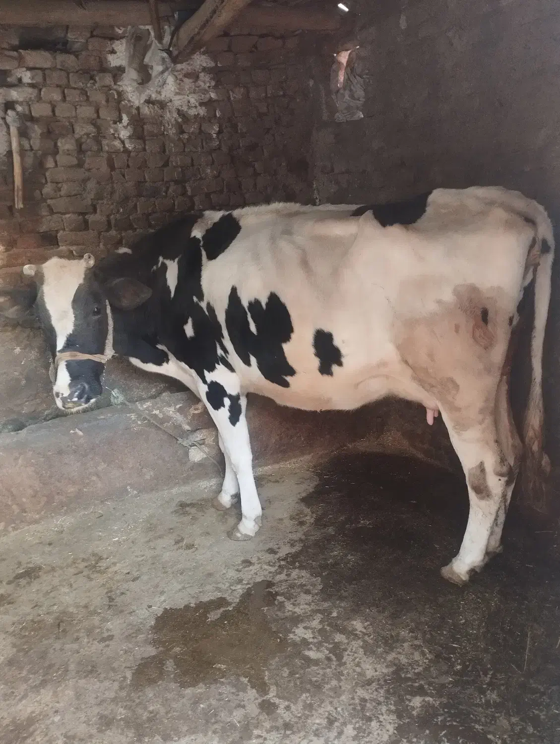 گاوشیری|حیوانات مزرعه|بروجرد, |دیوار