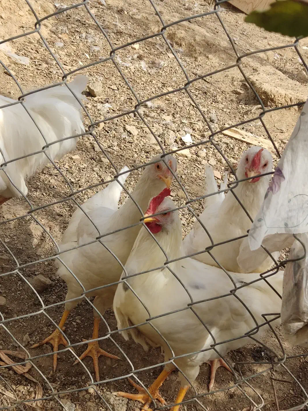 مرغ محلی|حیوانات مزرعه|اردبیل, |دیوار