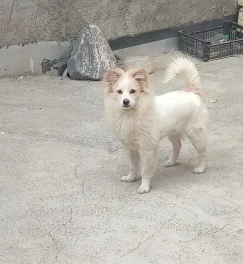 سگ پامر|سگ|محمدشهر, محمدشهر|دیوار