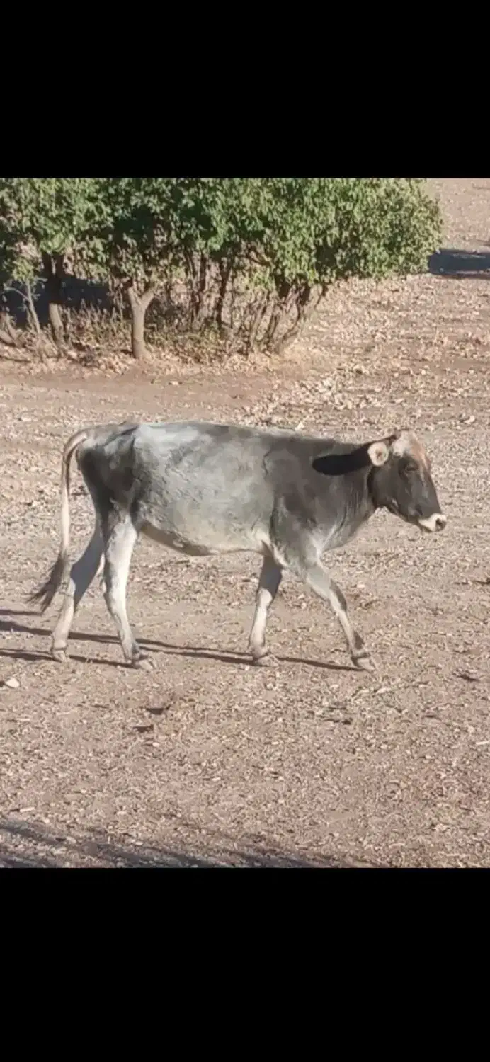 گاو|حیوانات مزرعه|ثلاث باباجانی, |دیوار