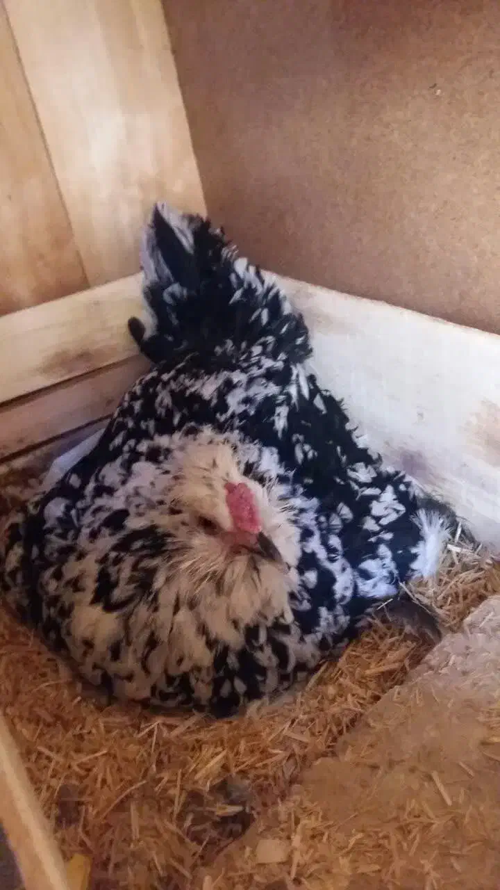 مرغ گلین|حیوانات مزرعه|فولادشهر, زاینده رود|دیوار