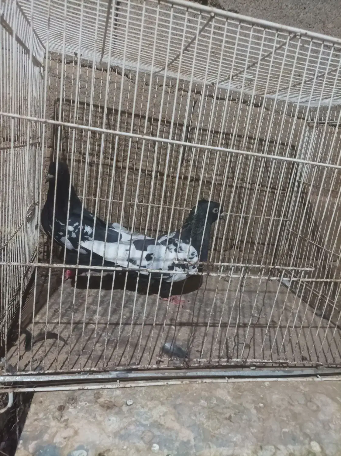 جفت سینه سیاه فروشی|پرنده|ششطراز, |دیوار