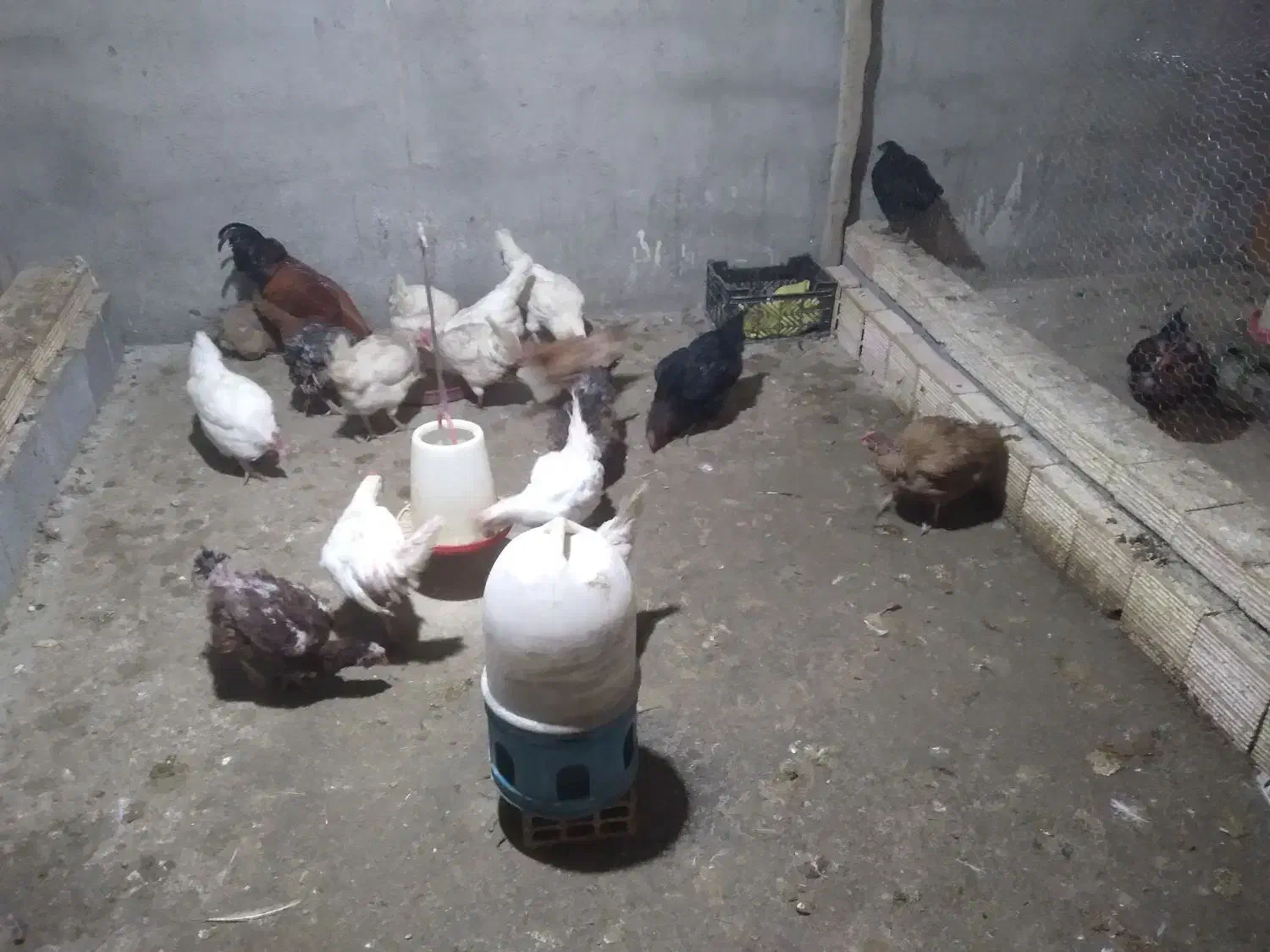 مرغ تخم گذار|حیوانات مزرعه|عسگران, |دیوار