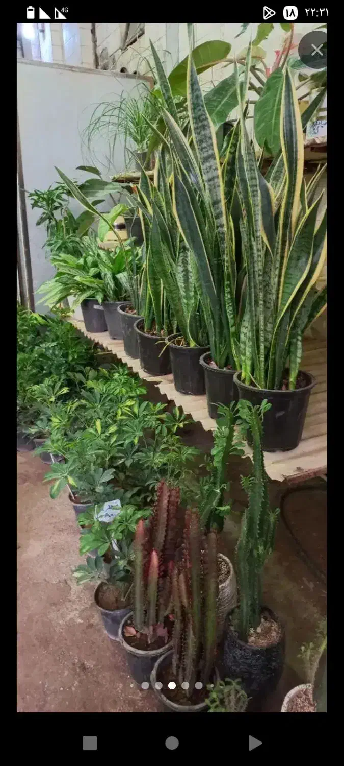 مزرعه گالری امید|گل و گیاه طبیعی|خرمآباد, |دیوار