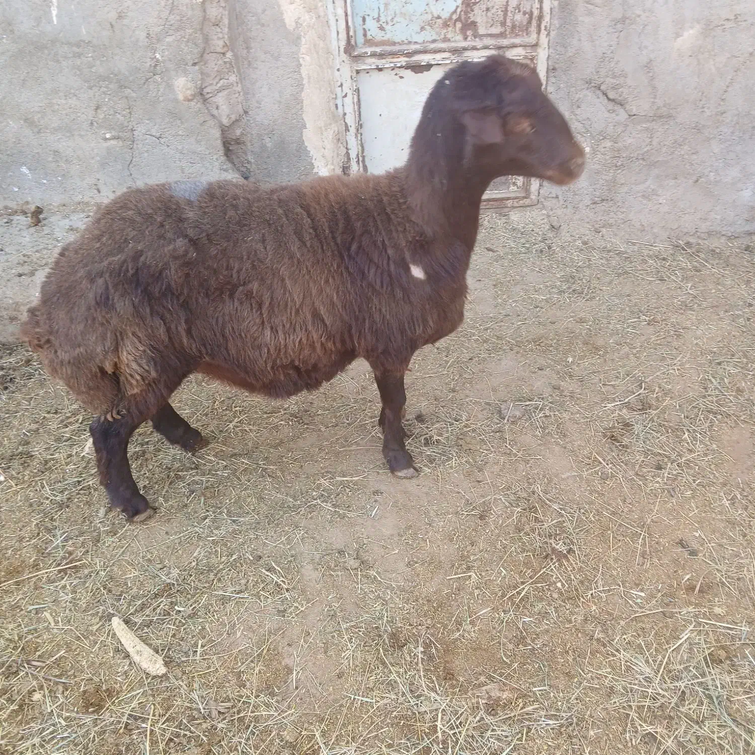 فروش بره جوان ابستن|حیوانات مزرعه|فامنین, |دیوار