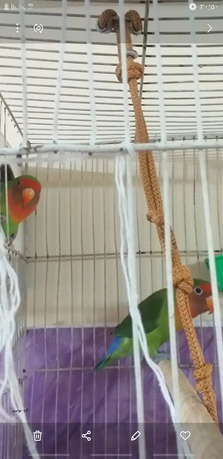 کوتوله جفت،دستی،مولد،معاوضه|پرنده|مشهد, فاطمیه|دیوار