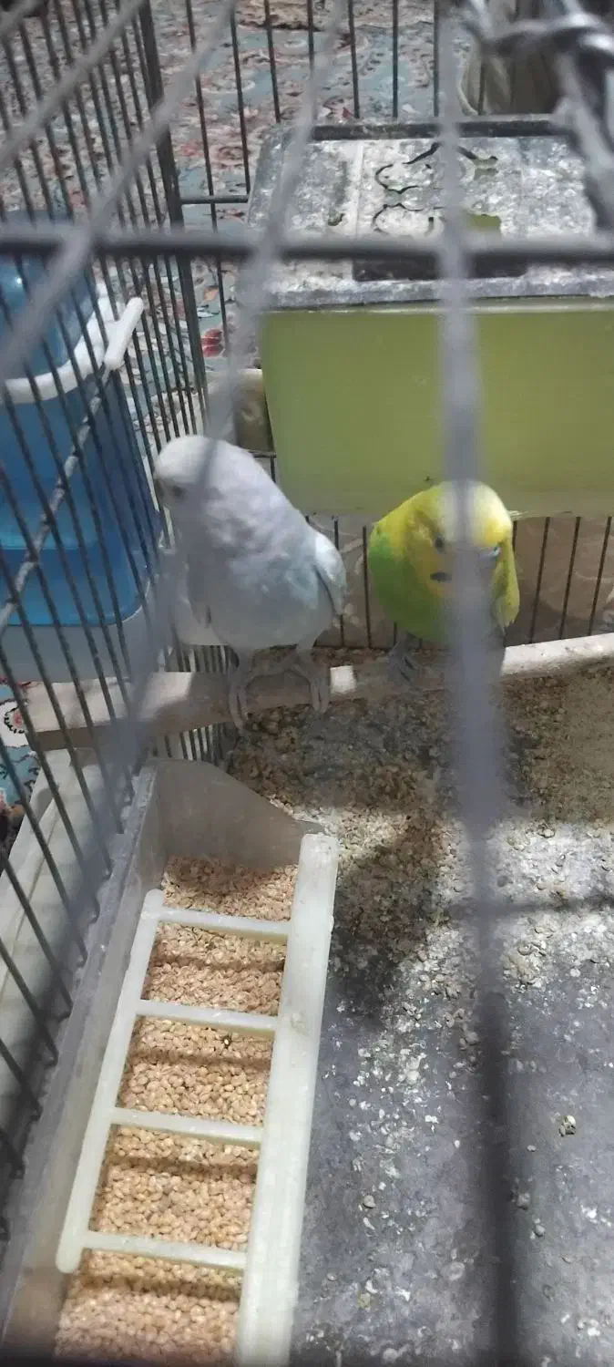 یک جفت مرغ عشق|پرنده|مشهد, مشهدقلی|دیوار