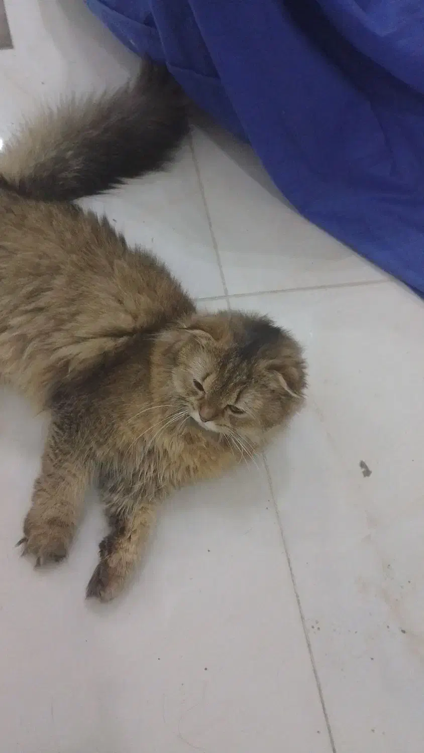 گربه|گربه|تهران, حسین‌آباد|دیوار