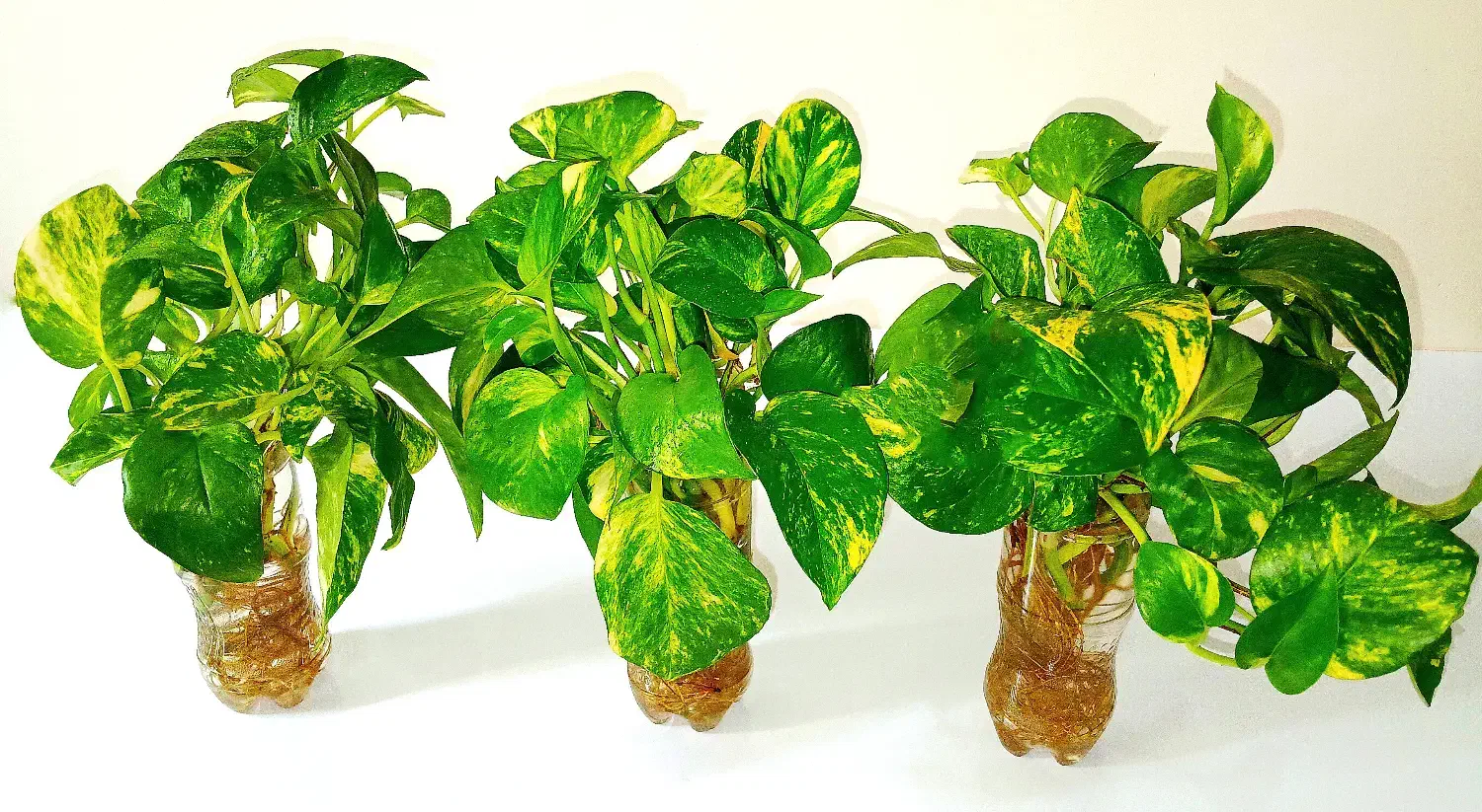 قلمه گل پتوس ابلق، ارتشی، قاشقی، کاکتوس، زیپلین|گل و گیاه طبیعی|تهران, صادقیه|دیوار