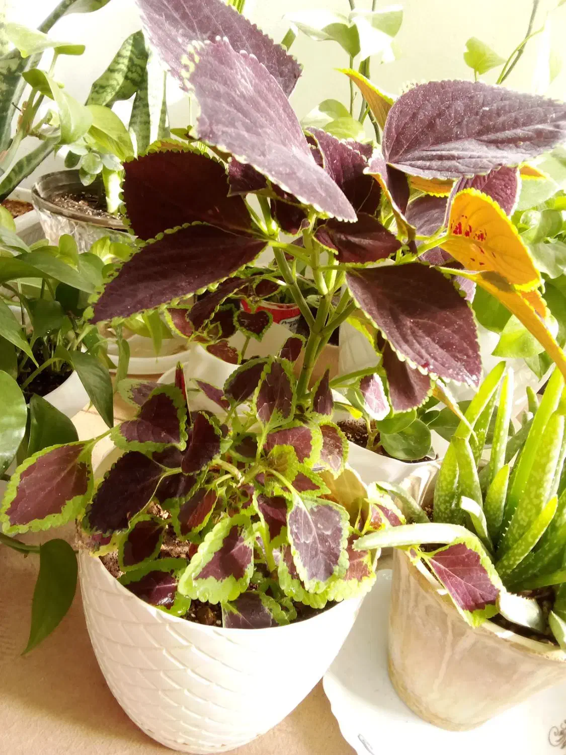 گل طبیعی|گل و گیاه طبیعی|خرم‌آباد, |دیوار