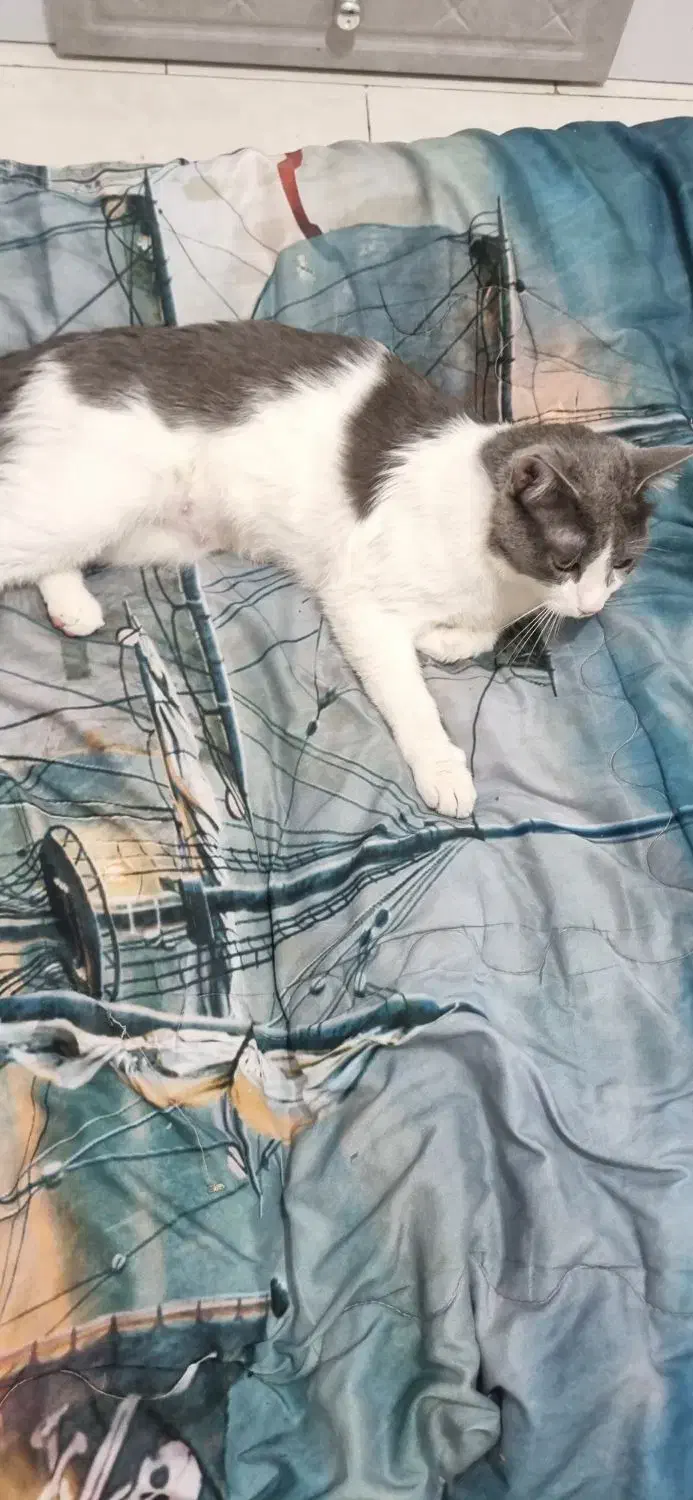 واگذاری گربه|گربه|پاکدشت, پاکدشت (مامازند)|دیوار